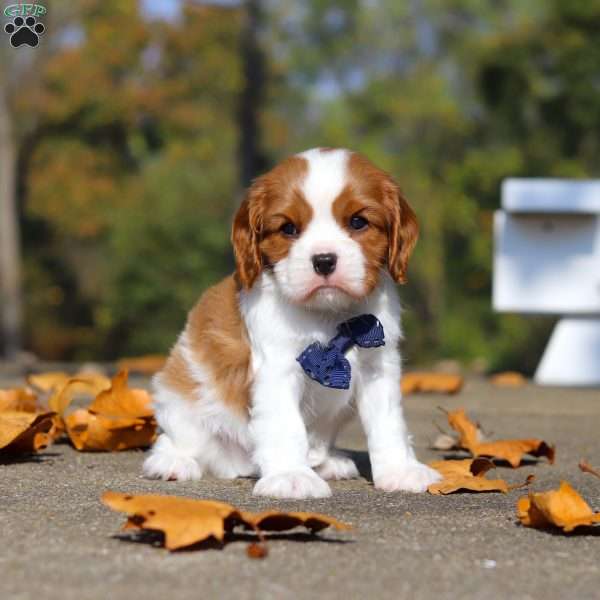Duke, Cavalier King Charles Spaniel Puppy